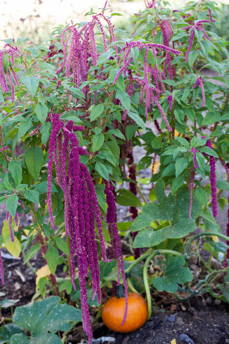 Amaranth
